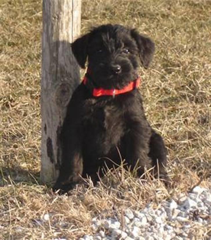 Blanding af racer Valle billede 2