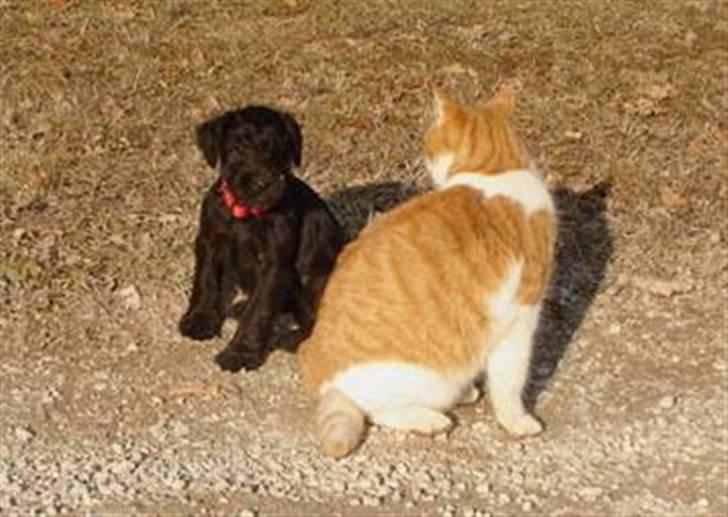 Blanding af racer Valle billede 3