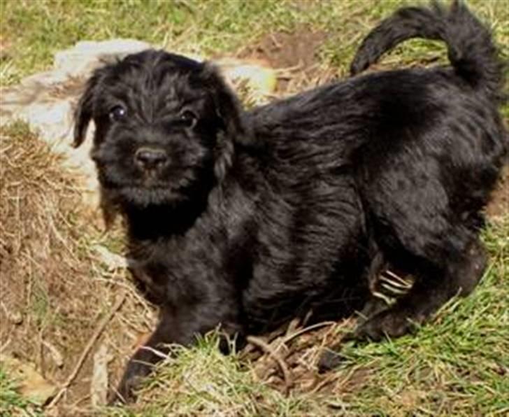 Blanding af racer Valle billede 4