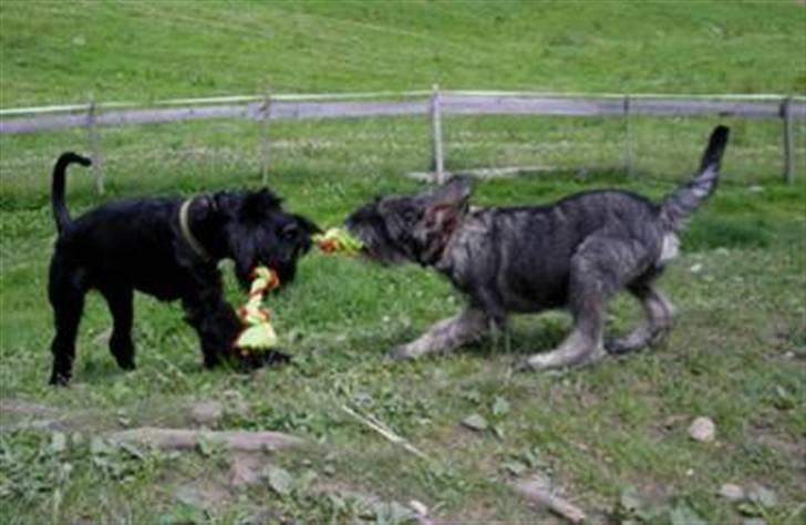 Blanding af racer Valle billede 5