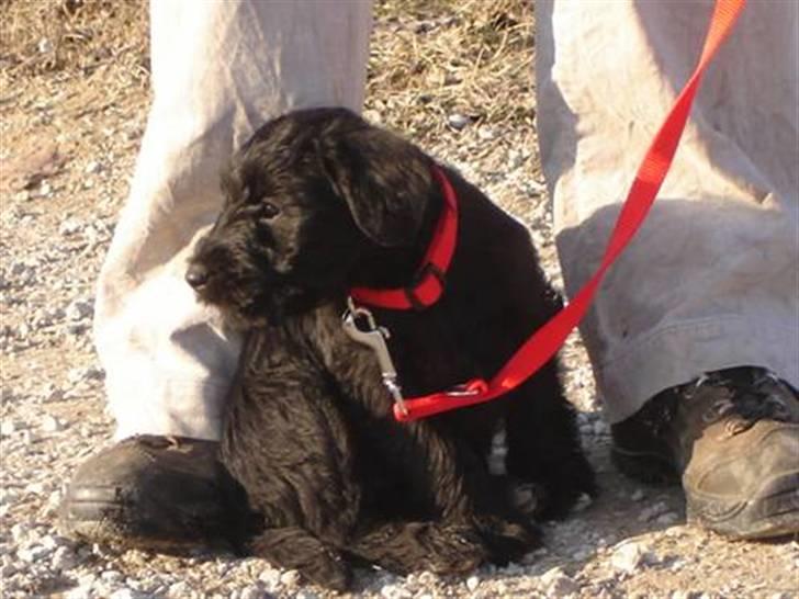 Blanding af racer Valle billede 6