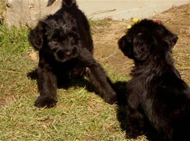 Blanding af racer Valle billede 7