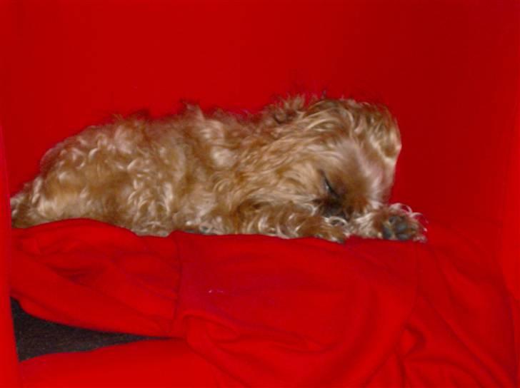 Griffon bruxellois Pax - Paxis ynglingsbeskæftigelse!!! at sove... billede 6