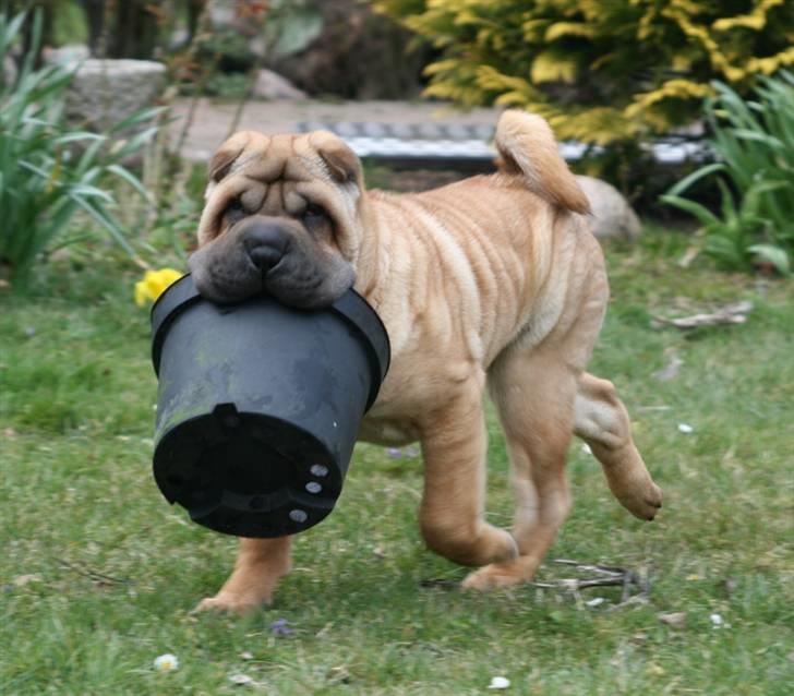 Shar pei Zulu - hjælper i haven...  billede 7