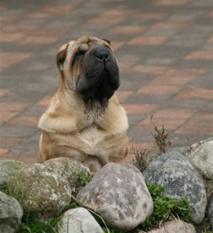 Shar pei Zulu billede 8