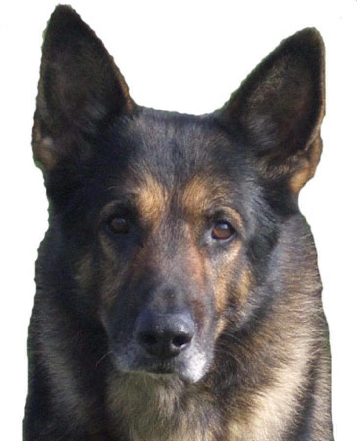 Schæferhund King   R.I.P. 15-07-09 billede 1