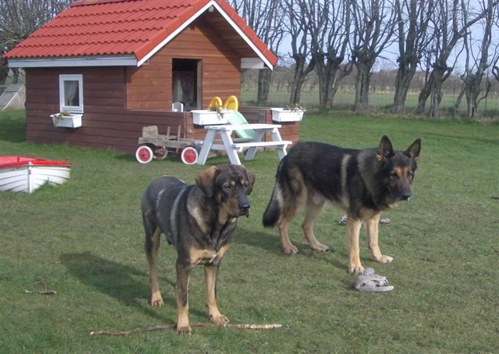 Schæferhund King   R.I.P. 15-07-09 billede 2