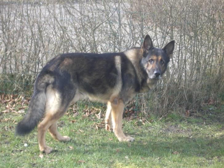 Schæferhund King   R.I.P. 15-07-09 billede 3