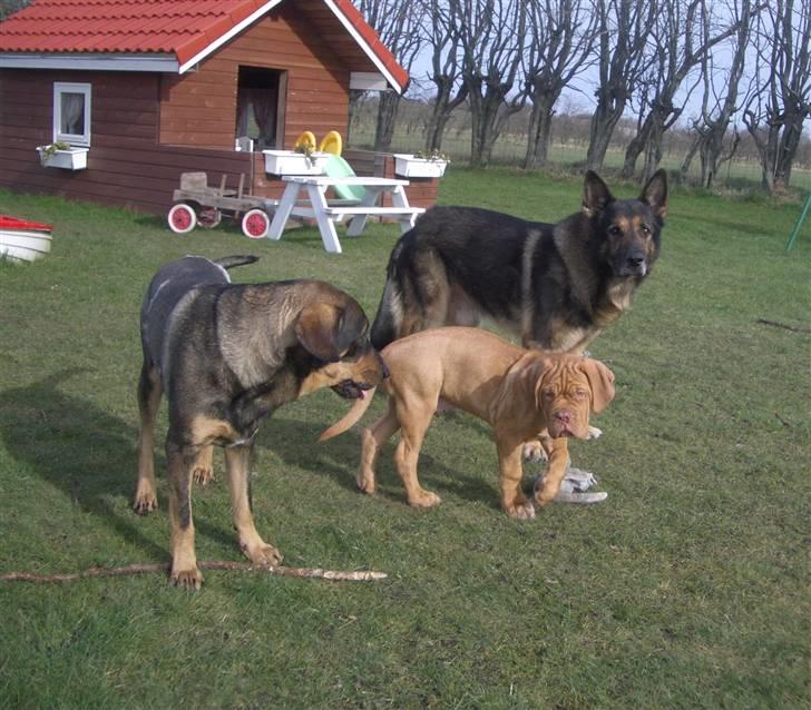 Schæferhund King   R.I.P. 15-07-09 billede 4