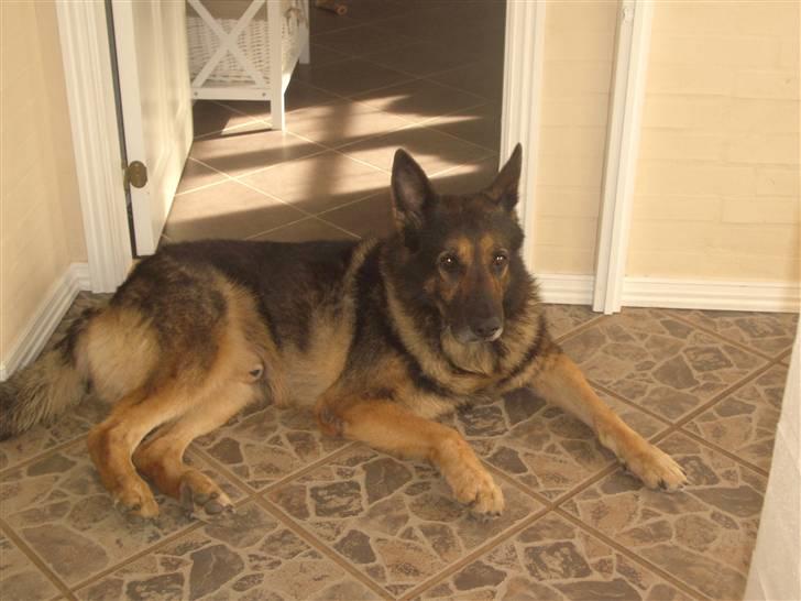 Schæferhund King   R.I.P. 15-07-09 billede 5