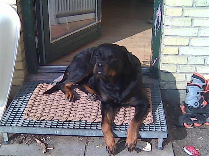 Rottweiler tessa billede 6