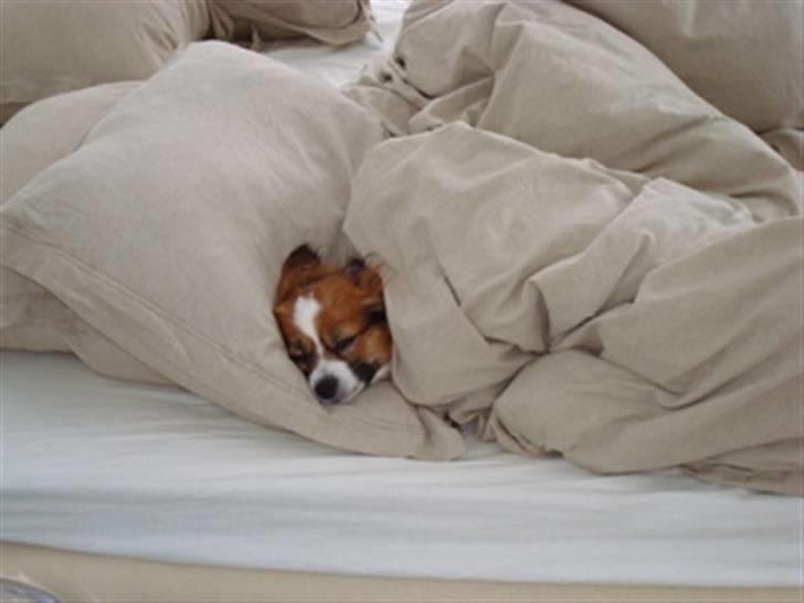 Papillon Tulle billede 1