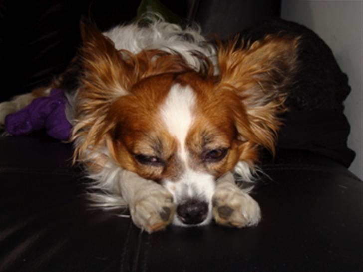 Papillon Tulle billede 2