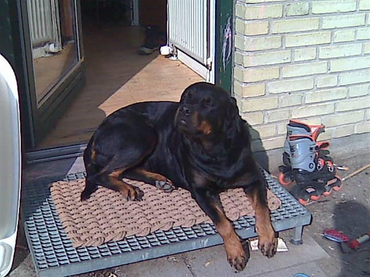 Rottweiler tessa - tessa nyder solen .. billede 7