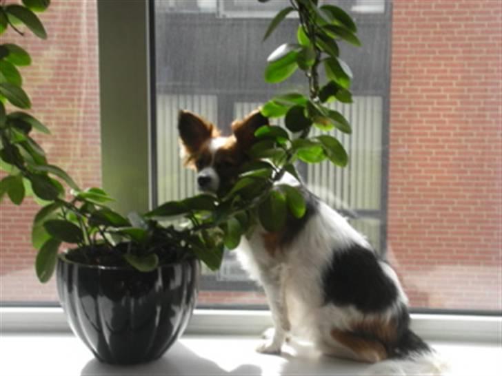 Papillon Tulle billede 3