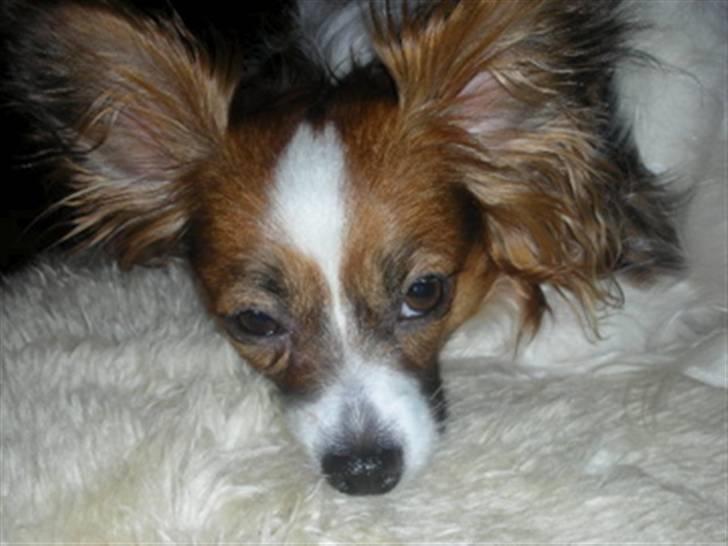 Papillon Tulle billede 4