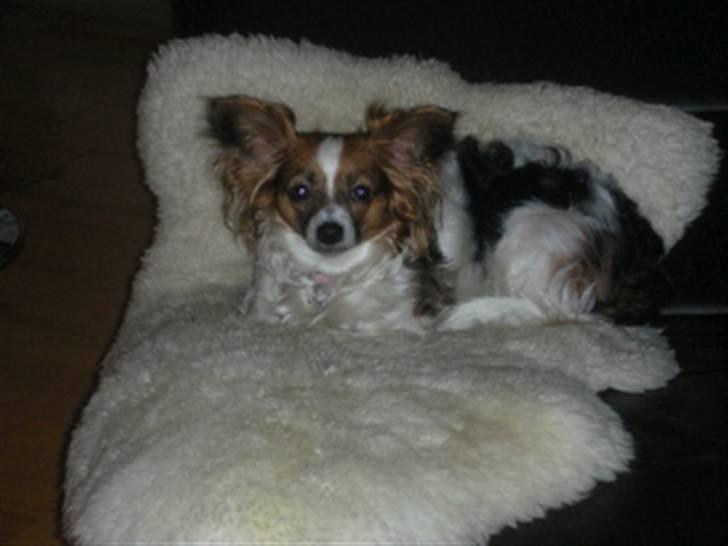 Papillon Tulle billede 5