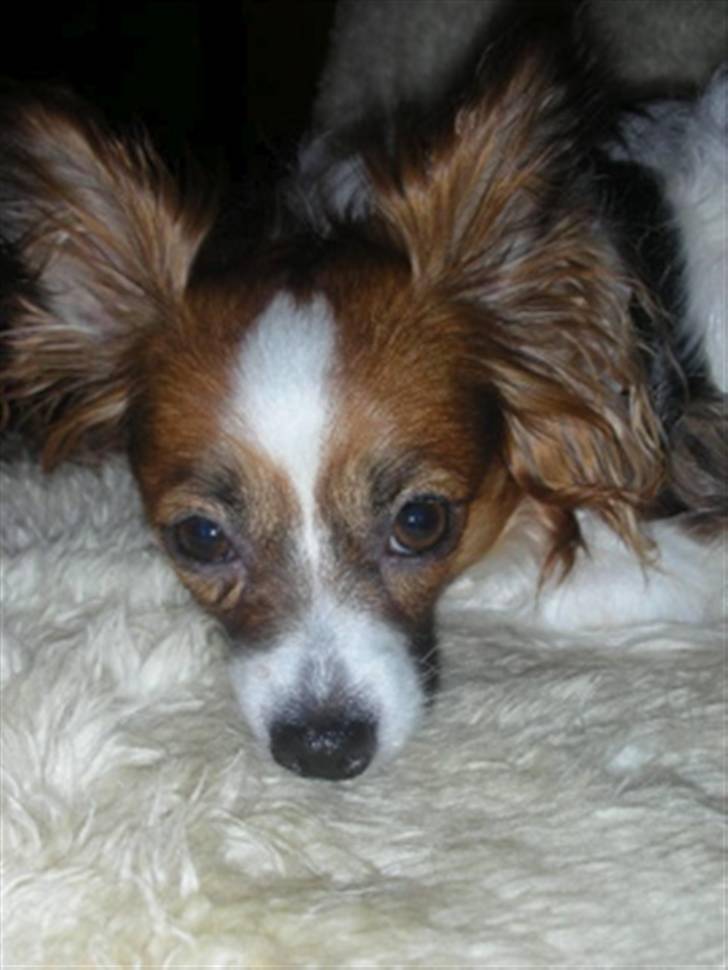 Papillon Tulle billede 6