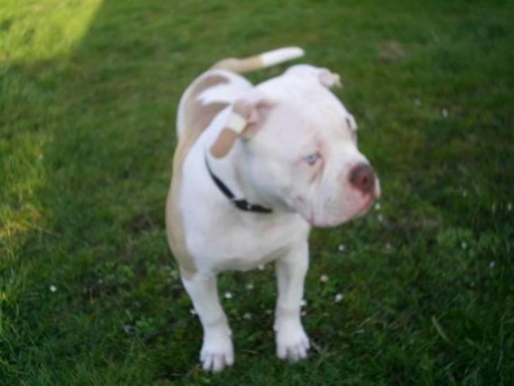 Amerikansk bulldog Freak billede 12