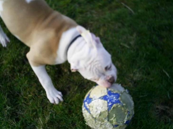 Amerikansk bulldog Freak billede 13