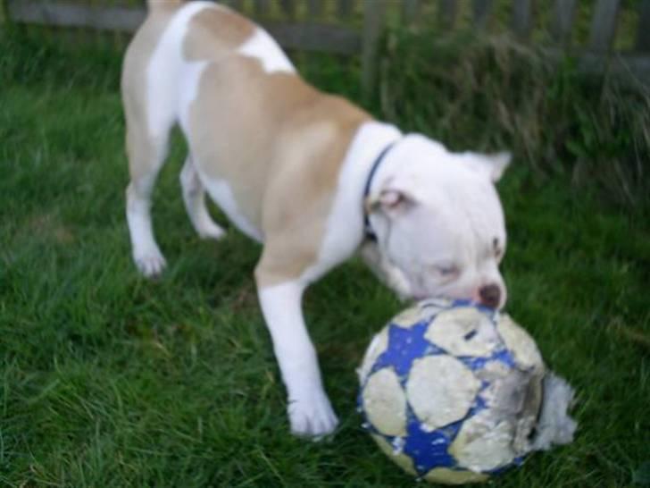 Amerikansk bulldog Freak billede 14