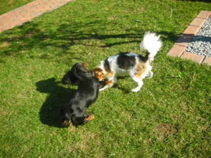 Papillon Tulle billede 7