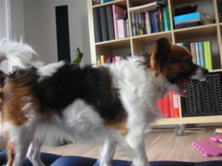 Papillon Tulle billede 8