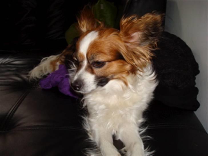 Papillon Tulle billede 9