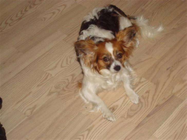 Papillon Tulle billede 10