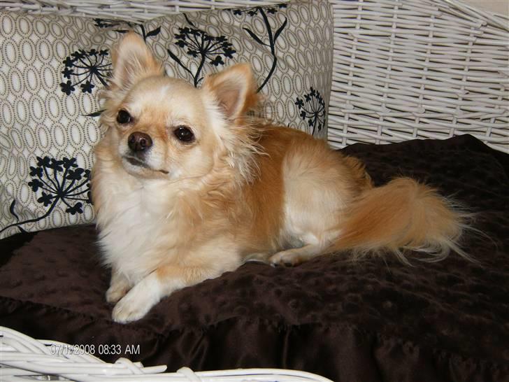 Chihuahua      *Ronaldo* billede 13