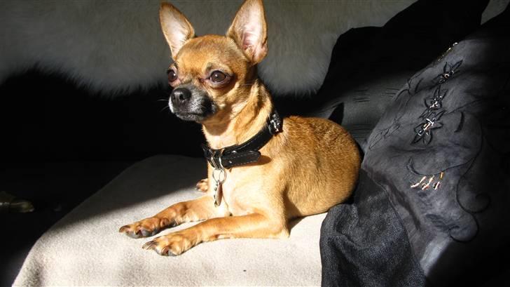 Chihuahua Duddi billede 1