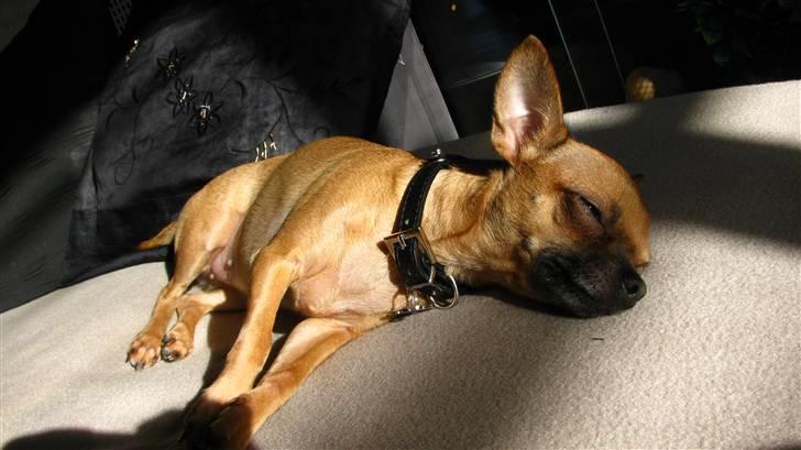 Chihuahua Duddi billede 2