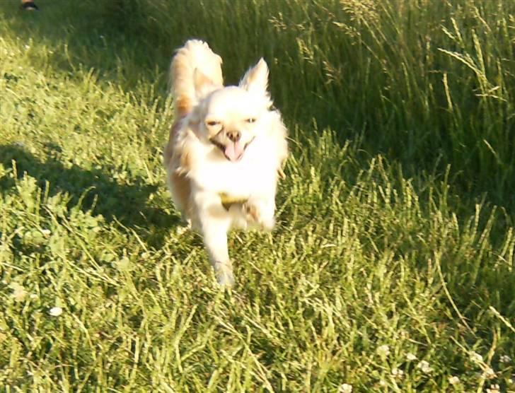 Chihuahua      *Ronaldo* billede 14