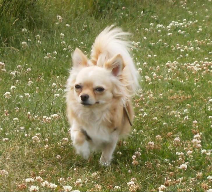 Chihuahua      *Ronaldo* billede 15