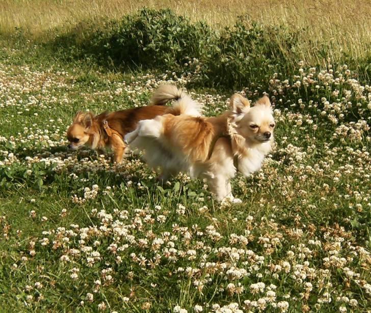 Chihuahua      *Ronaldo* billede 16