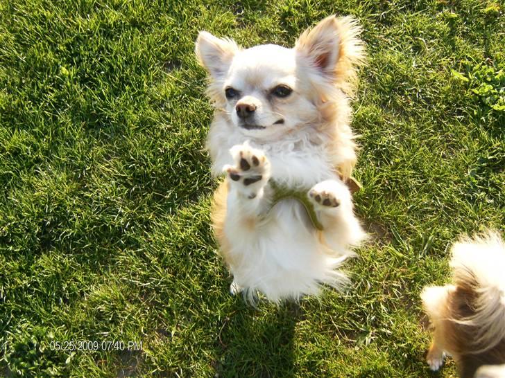 Chihuahua      *Ronaldo* billede 17