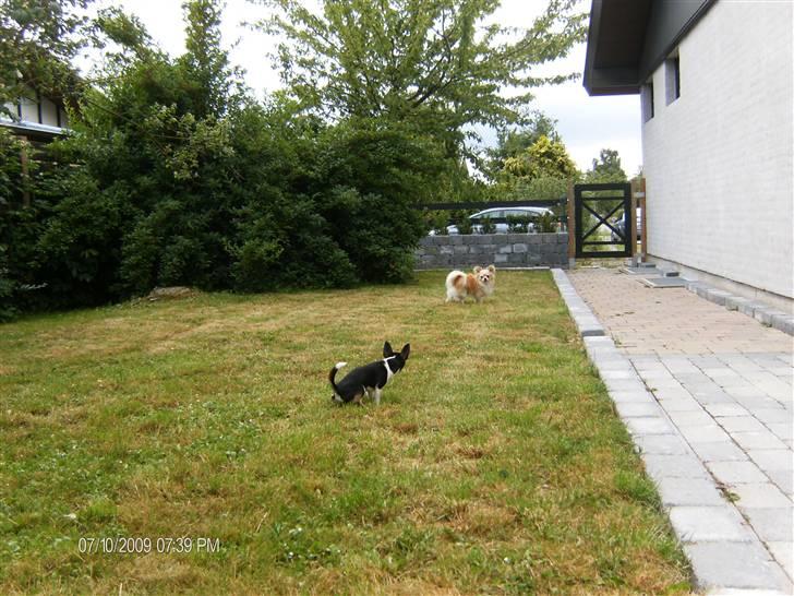 Chihuahua      *Ronaldo* billede 18
