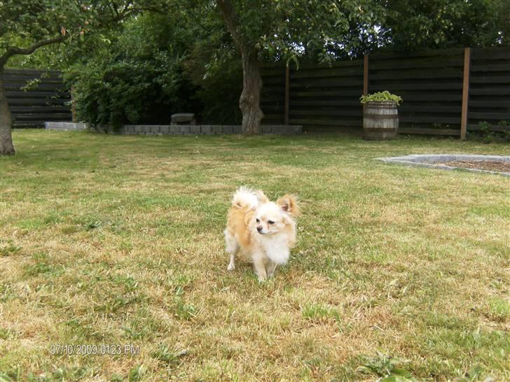Chihuahua      *Ronaldo* billede 19