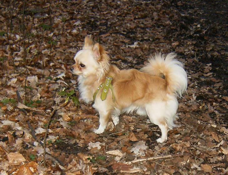 Chihuahua      *Ronaldo* billede 20