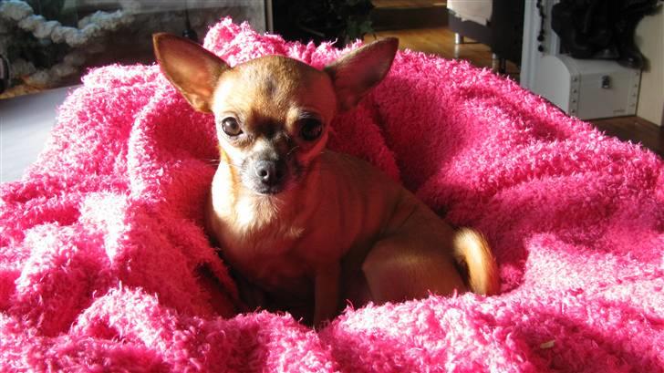 Chihuahua Duddi billede 3