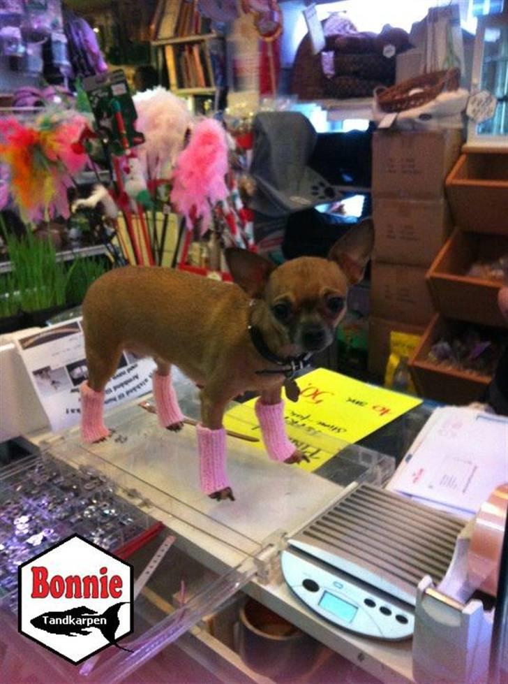 Chihuahua Duddi billede 4