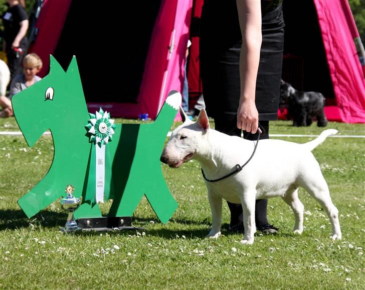 Bullterrier WB´s Auricle Amy (Båtte) - Amys første skue - Maj 09 billede 9