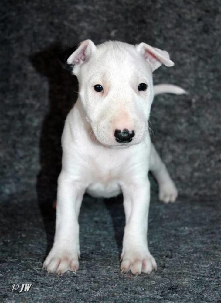 Bullterrier WB´s Auricle Amy (Båtte) - Ballade, mig!! aldrig :) billede 10