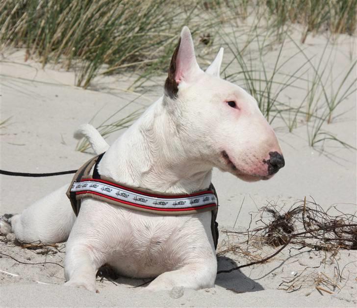Bullterrier WB´s Auricle Amy (Båtte) billede 11