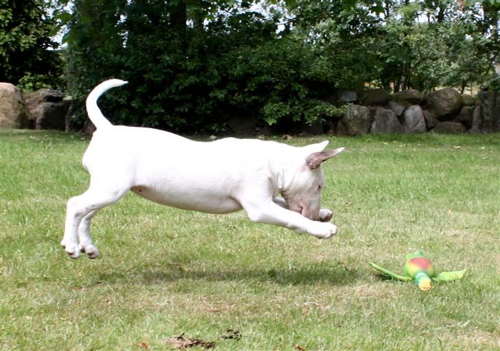 Bullterrier WB´s Auricle Amy (Båtte) - Andejagten er gået ind!!  billede 12