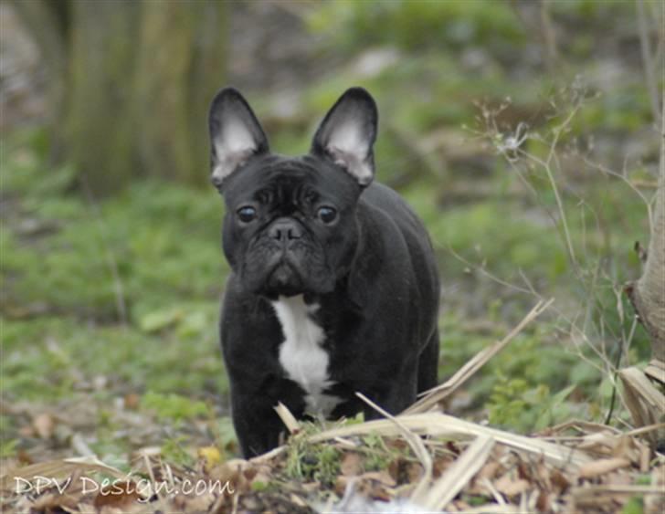 Fransk bulldog Chanell billede 12