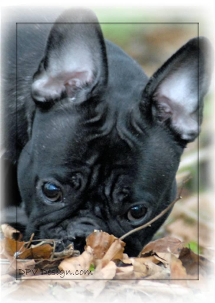 Fransk bulldog Chanell billede 13