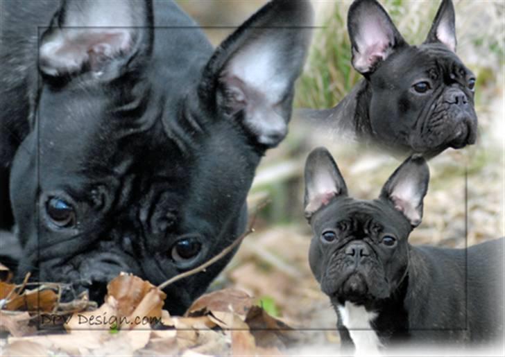 Fransk bulldog Chanell billede 14