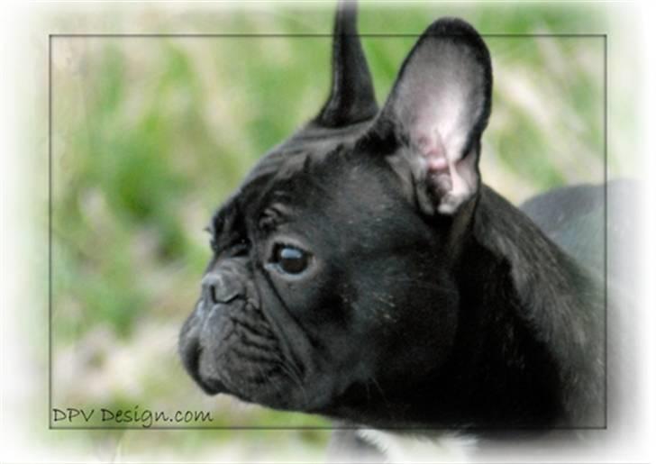 Fransk bulldog Chanell billede 15