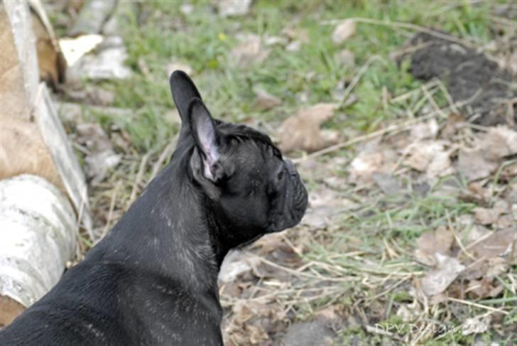 Fransk bulldog Chanell billede 16